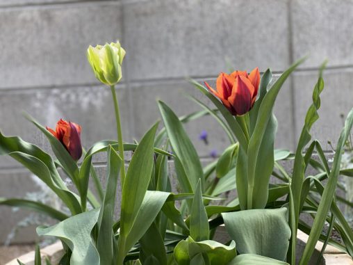 チューリップの花