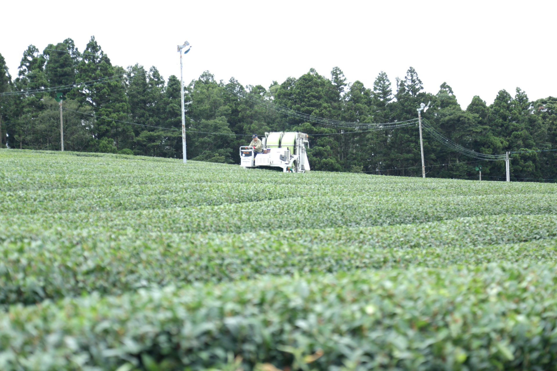 世知原の茶畑、剪定する農家さん