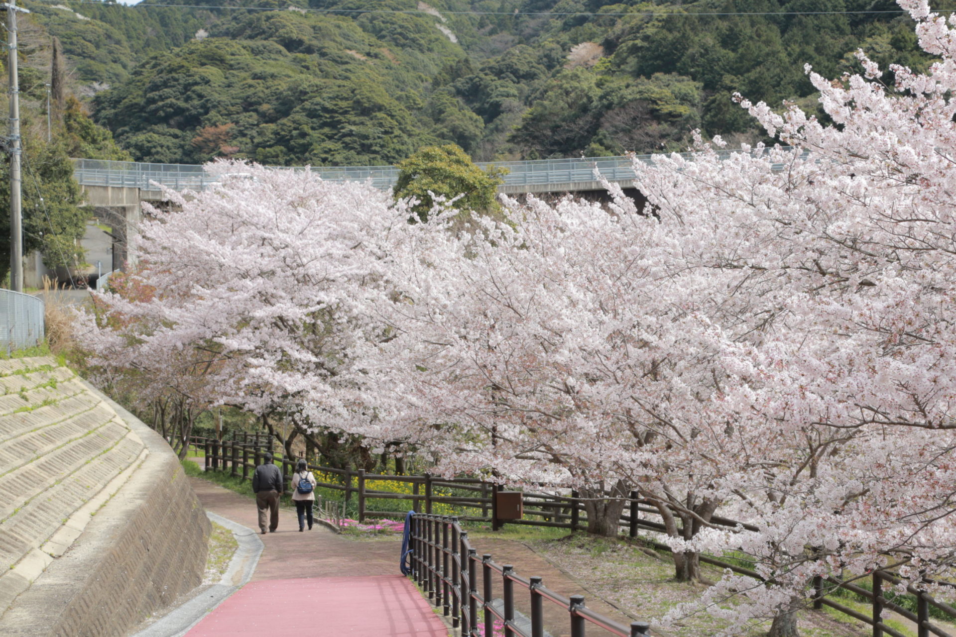 猫山ダムの桜