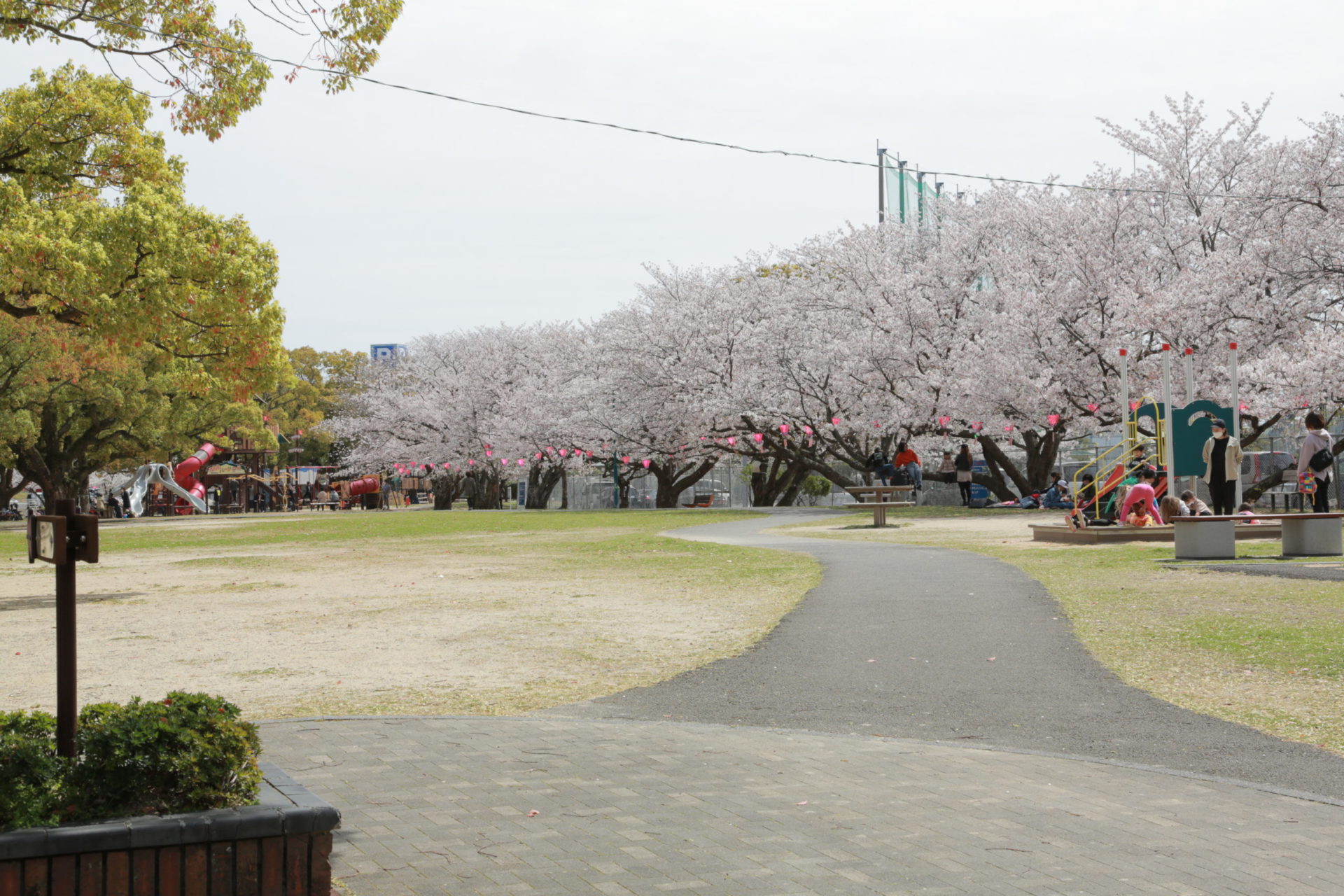 2022佐世保公園の桜