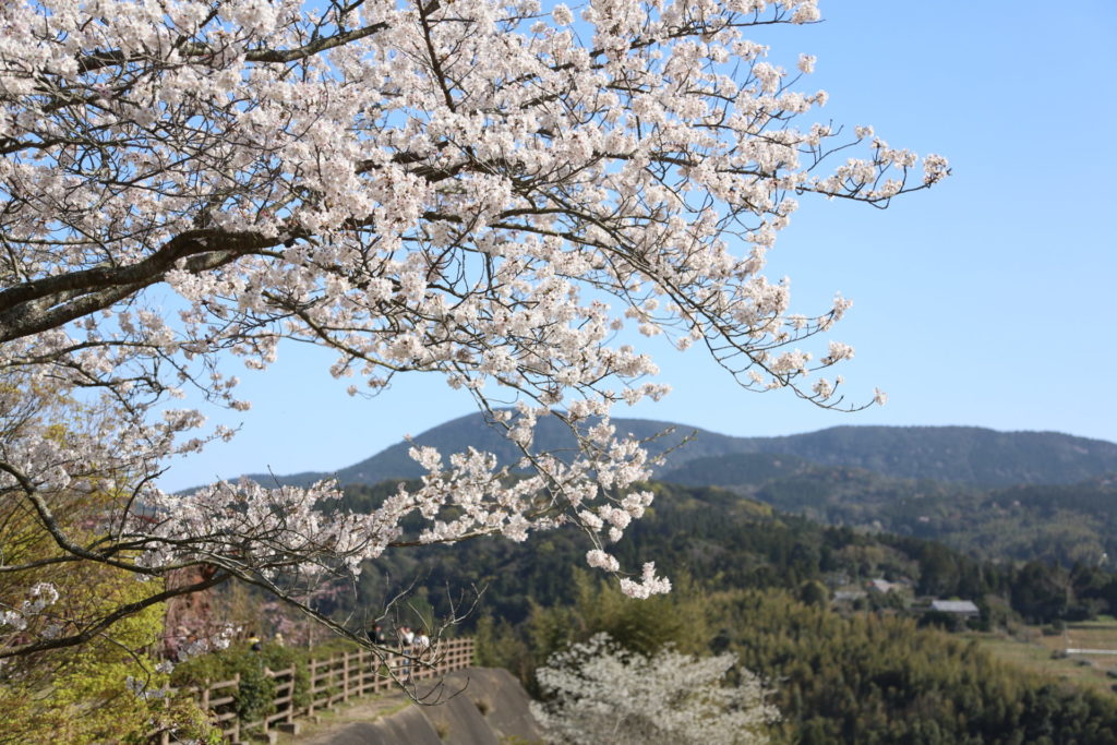 吉井・御橋観音（牧ノ岳公園）の桜