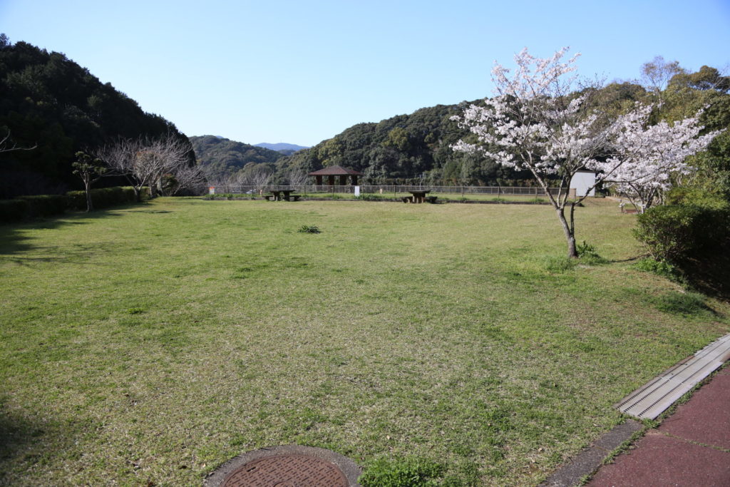 小佐々・大悲観公園の桜