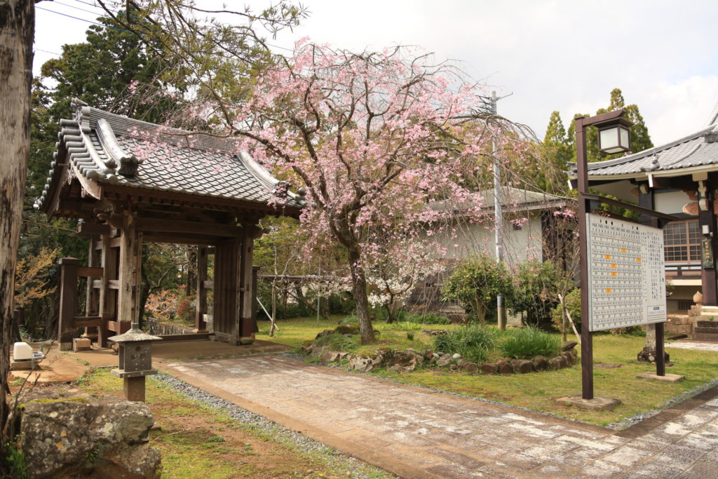 西光寺のオオムラサクラ