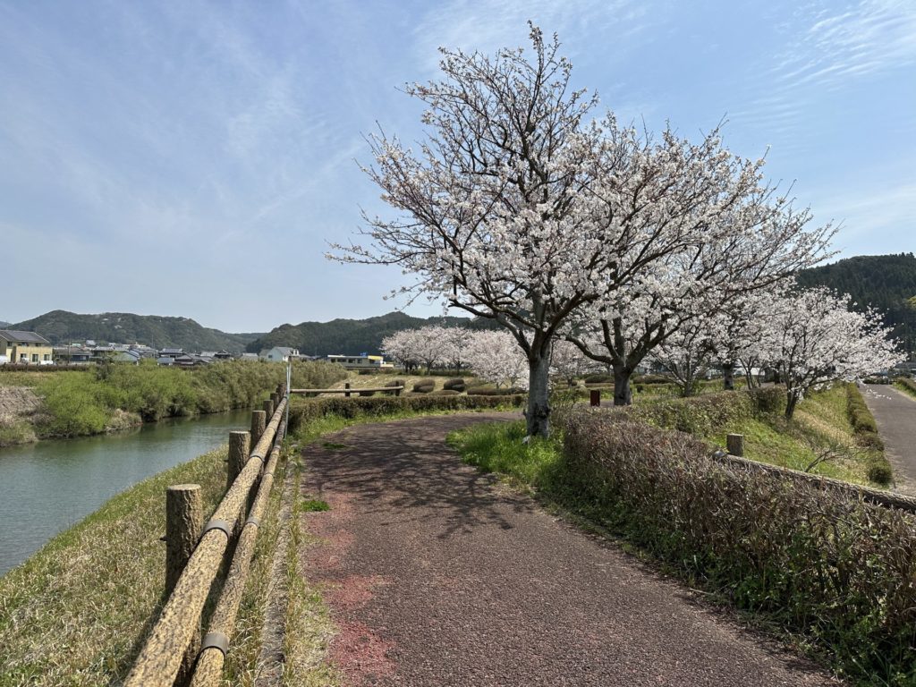 波佐見・田ノ頭河川公園の桜