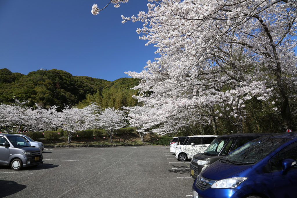 御橋観音の駐車場の桜