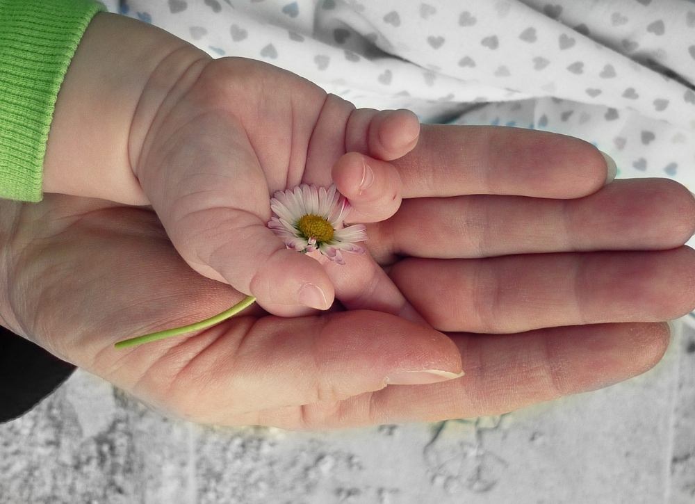 親子の手と花