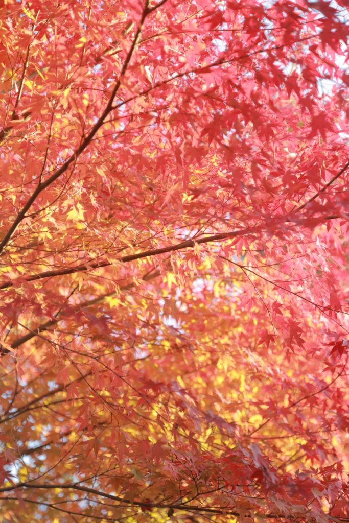 佐世保浄漸寺の紅葉は色様々
