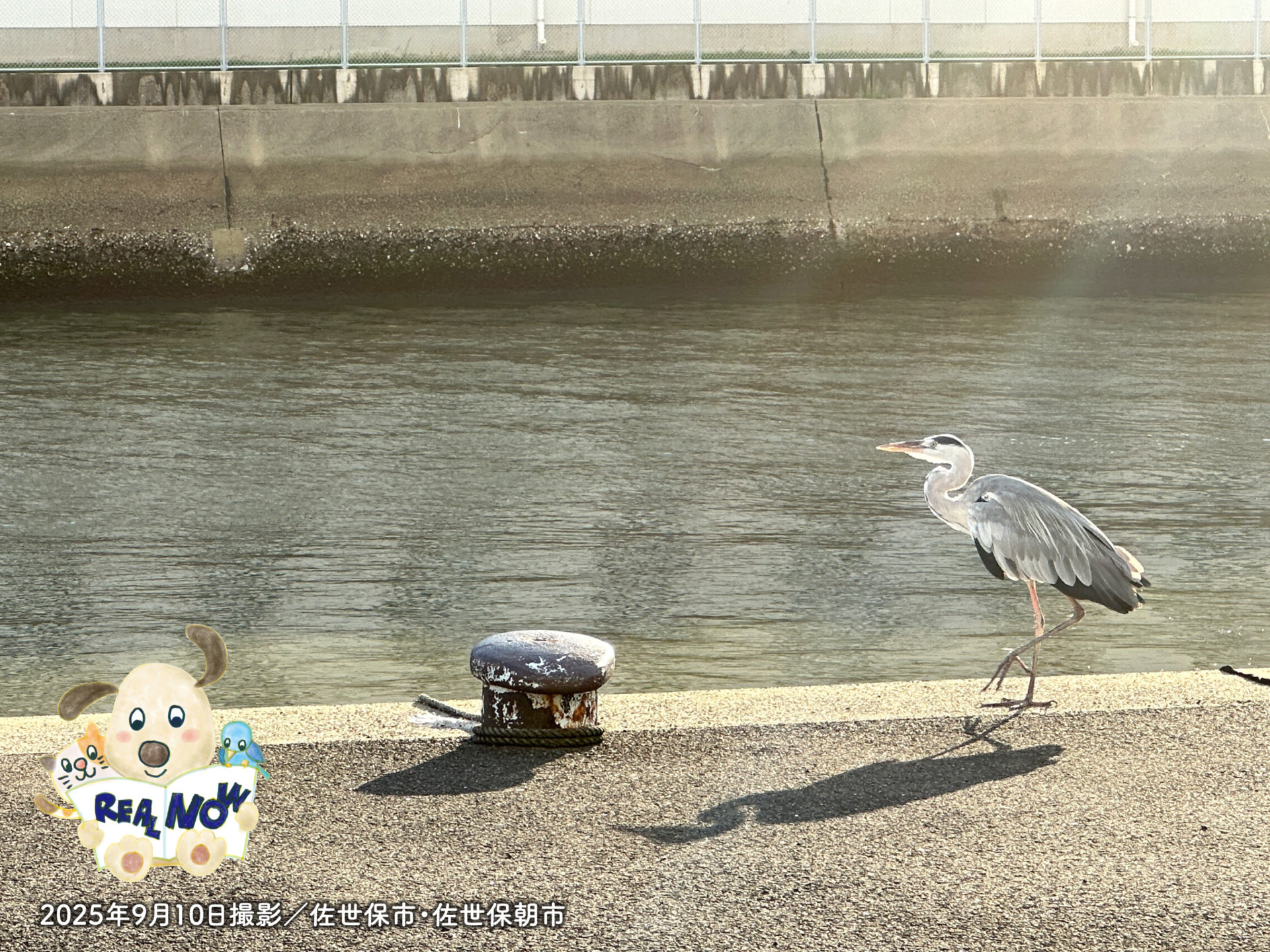 リアルナウ2025年9月号アイキャッチ