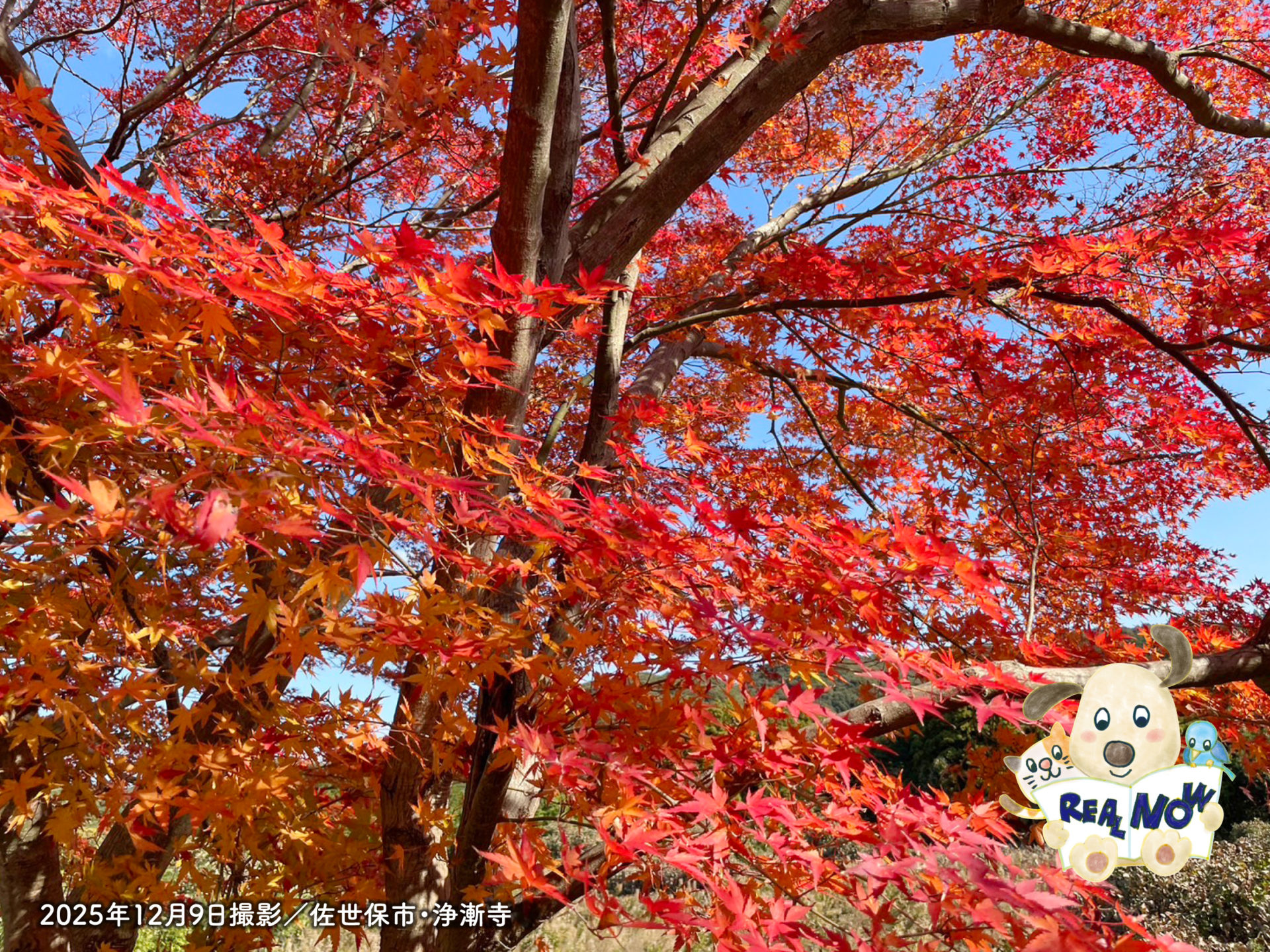 リアルナウ2025年12月号アイキャッチ