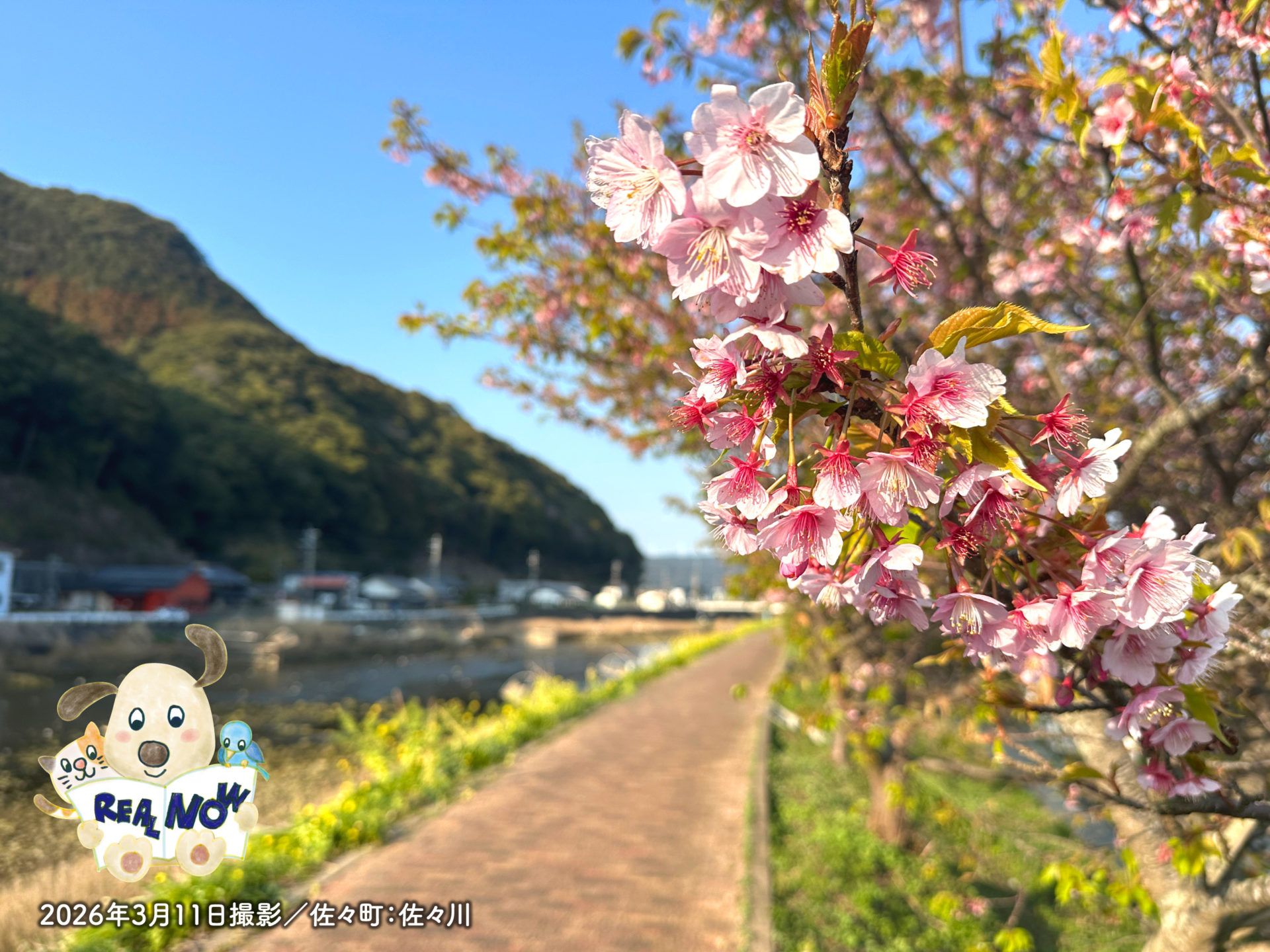 リアルナウ2026年3月号アイキャッチ